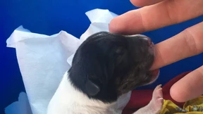 Frau wirft Hundewelpen im Zug in Mülleimer