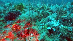Zweites Great Barrier Reef entdeckt