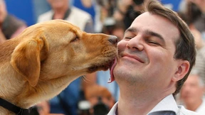 250 Hunde und ein Pferd im Fluss