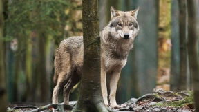 Gesichteter Wolf entpuppt sich als Hund