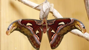 Das Geheimnis der Seide