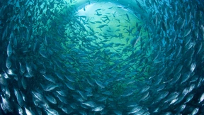 Gesichtserkennung für den Barsch