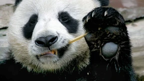 Künstliche Panda-Befruchtung