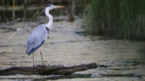 Reiher fliegt 38 Stunden ohne Pause von Australien nach Papua-Neuguinea