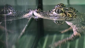 Tropenhaus für Krokodile und Riesenschildkröten geplant