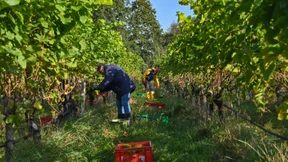 Saphira statt Riesling