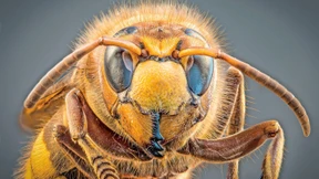 Jeden Tag sterben hundert Insektenarten aus