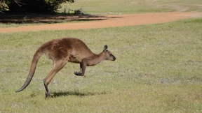 Australier liefert sich Zweikampf mit Riesenkänguru
