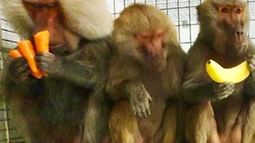 Pavian knackt Schloss und flieht vor seiner Sterilisation