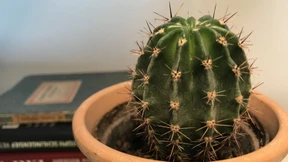 Mein Leben – ein Kaktus