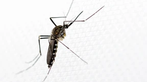 Asiatische Stechmücken in Wiesbaden gefunden