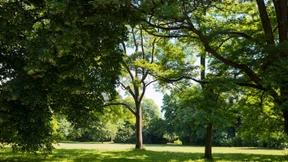Für eine behutsame Sanierung des Grüneburgparks