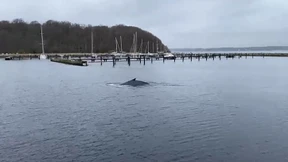 Buckelwal entlang der deutschen Ostseeküste gesichtet