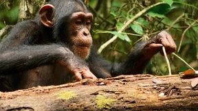 Auch Affen lernen ein Leben lang