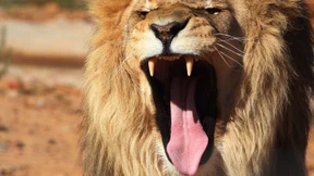 Warum müssen diese Tiere sterben?