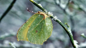 Wie Insekten über den Winter kommen