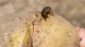 Mit Genspray gegen Kartoffelkäfer