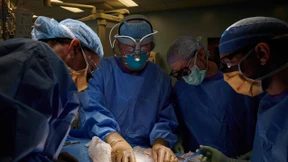 Chirurgen transplantieren Niere von Schwein zu Mensch