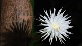 Seltene Mondblume in Cambridge aufgeblüht