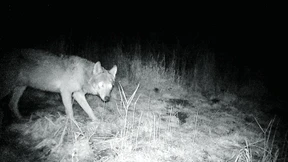 Wie schießt man einen Wolf?