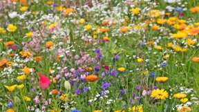 Hobbygärtner auf Hochtouren