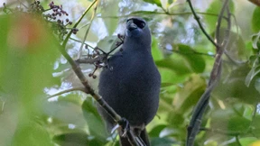Neuseeland rettet Vogel vor dem Aussterben