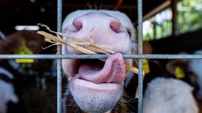 Eine Kuh für fünfzig Kunden