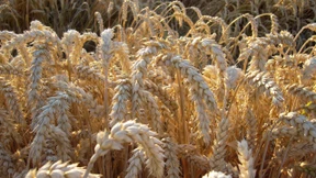 Preise laufen aus dem Ruder