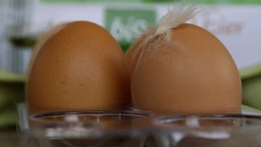 Gift in hessischen Bio-Eiern entdeckt