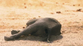 Für Südafrikas Bauern wird es eng