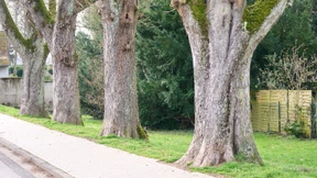 Wie der Straßenbaum zu retten ist