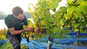 Ein Weinberg voll knorriger Individuen