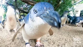 Herde von Zwergpinguinen heimlich gefilmt