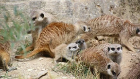 Teamwork im Freigehege