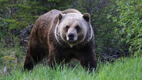 Bergziege tötet Grizzlybärin in Rocky Mountains