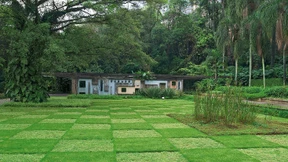 Im Urwald einer Stadt