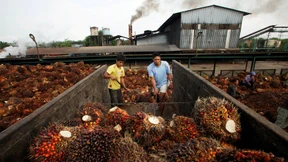 Das steckt hinter dem Palmöl-Streit mit Indonesien