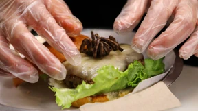 Delikatesse Vogelspinne