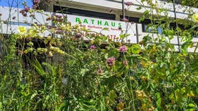 Vorrang für Natternkopf, Malve und Mohn