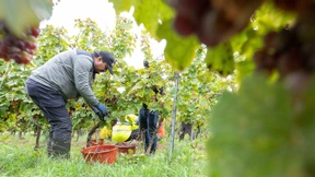 Wirtschaftliche Situation schreckt Winzer von Ehrenamt ab