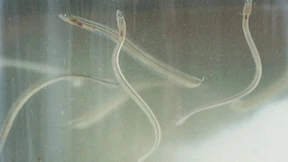 Zollfahnder heben Schmuggelzentrum für Glasaale aus