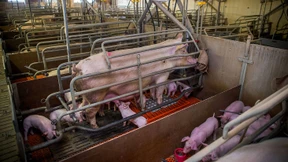 Die Grünen und ihr Schweinsproblem