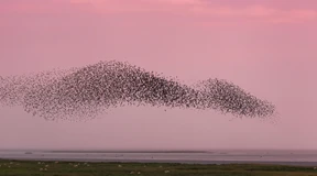 Kunstformationen der Vögel