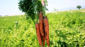 Deutschlands Gemüseernte hat unter dem trockenen Sommer gelitten