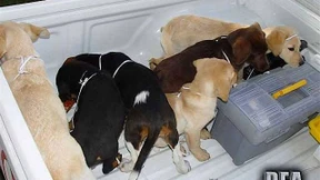 Arzt soll Heroin in Welpenbäuche eingepflanzt haben