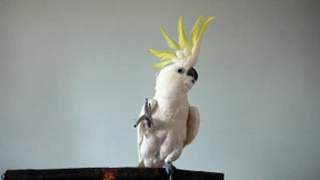 Seelöwen haben mehr Rhythmus im Blut als Wellensittiche