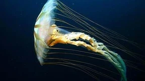 Die Kraft der Symmetrie