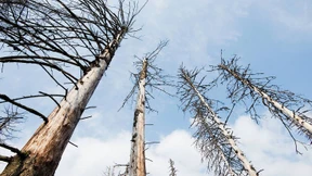 Onkel Wanjas Wälder