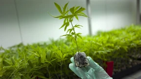 Cannabis-Startup verspricht Rendite von 5 Prozent