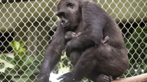 Menschenaffenhaus wieder geöffnet
